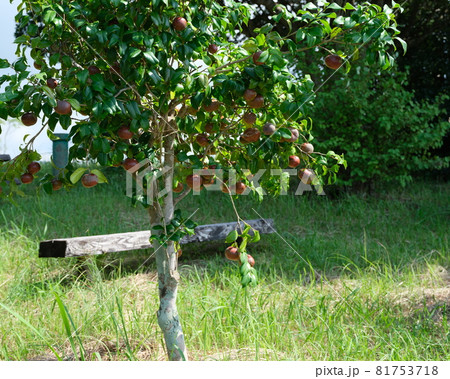 椿の実とベンチ 81753718