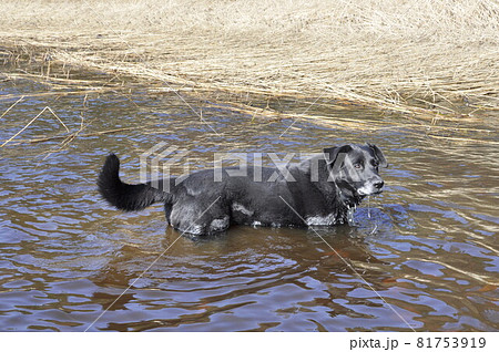 Old black dog is bathed in water. The dog is very hot Old black dog is bathed in water. The dog is very hot 81753919