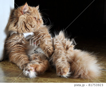 Persian red cat sterilized after surgery in special clothing Persian red cat sterilized after surgery in special clothing 81753923