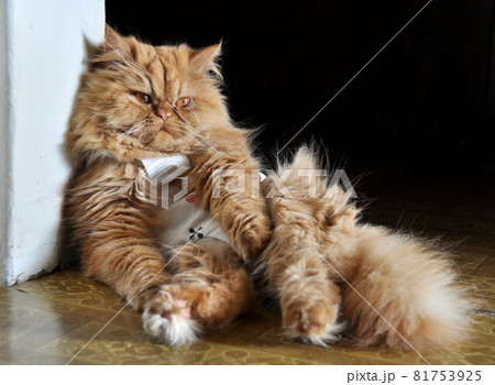 Persian red cat sterilized after surgery in special clothing Persian red cat sterilized after surgery in special clothing 81753925