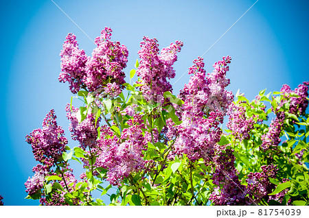 Lilac against a blue clear sky 81754039