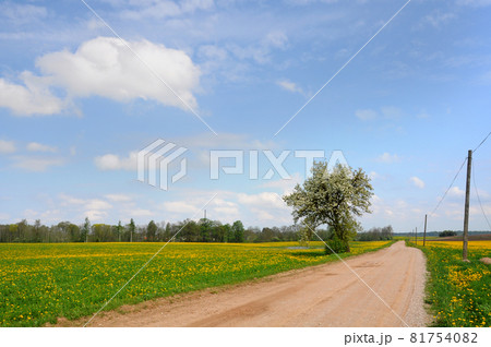 Dandelion field and spring road through yellow meadows, Latvia Dandelion field and spring road through yellow meadows, Latvia 81754082