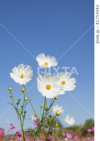 白いコスモスの花と青空 白いコスモスの花と青空 81754083