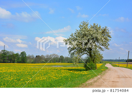Dandelion field and spring road through yellow meadows, Latvia 81754084