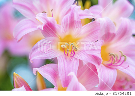 色鮮やかで美しいピンク色のユリ 81754201