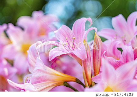 色鮮やかで美しいピンク色のユリ 81754203