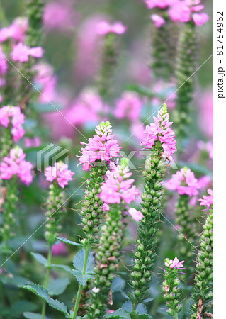 ピンク色のベロニカ(ルリトラノオ)の花 ピンク色のベロニカ(ルリトラノオ)の花 81754962