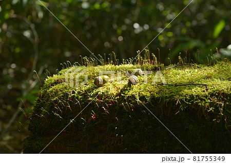 苔の生えた木のうえに小さなどんぐり 苔の生えた木のうえに小さなどんぐり 81755349