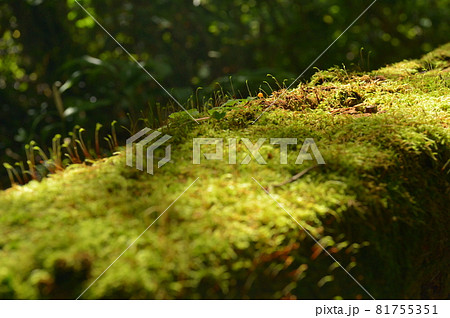 光さす倒木の苔とどんぐり 光さす倒木の苔とどんぐり 81755351