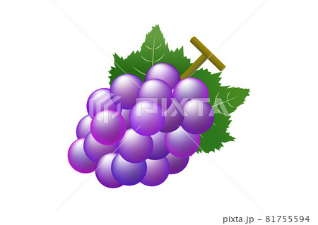 ブドウのイラストのイラスト素材 [81755594] - PIXTA