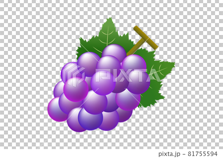 ブドウのイラストのイラスト素材 [81755594] - PIXTA