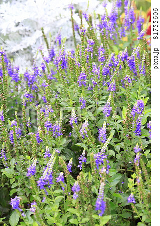 紫色のベロニカ ルリトラノオ の花の写真素材