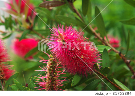 雨上がり後のブラシノキ 81755894