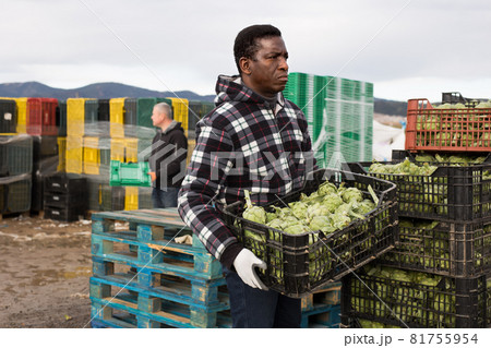 Ordinary African american man packing artichokes 81755954