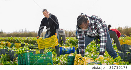 African American farmer putting harvested celery in boxes 81756173
