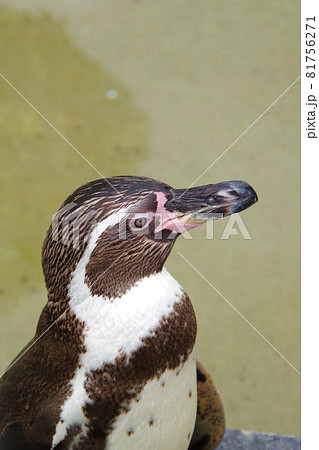 フンボルトペンギン 可愛い動物 天王寺動物園 ペンギンの写真素材