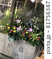 お花 81756387