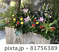 花 81756389