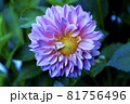花 81756496