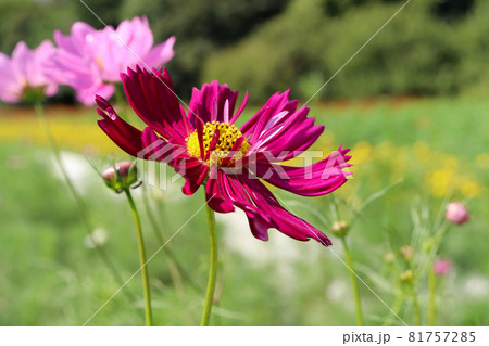 秋桜 コスモス 鮮やか はなびら 群生 美しい グリーン 綺麗 ワインレッド 81757285