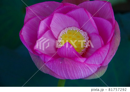 華麗に咲く 蓮の花 雨粒を弾く蓮の葉 華麗に咲く 蓮の花 雨粒を弾く蓮の葉 81757292