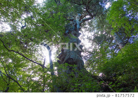 福井県 権現山 松ヶ嶽神社の大モミ 福井県 権現山 松ヶ嶽神社の大モミ 81757572