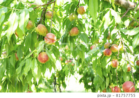 ネクタリン ネクタリン 81757755