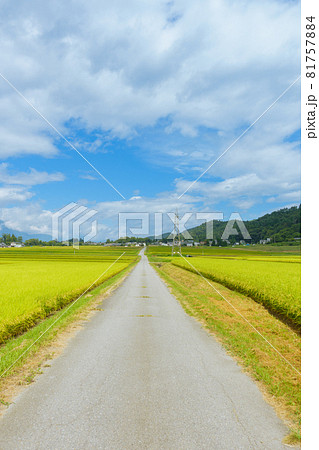 田舎の一本道【安曇野】 81757884
