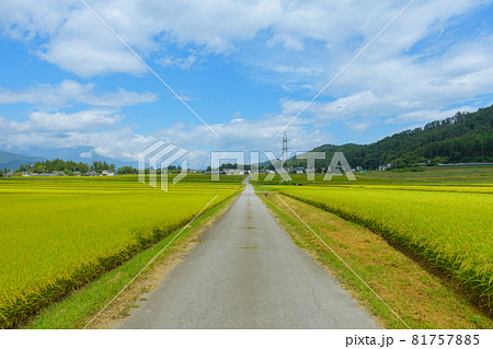 田舎の一本道【安曇野】 田舎の一本道【安曇野】 81757885