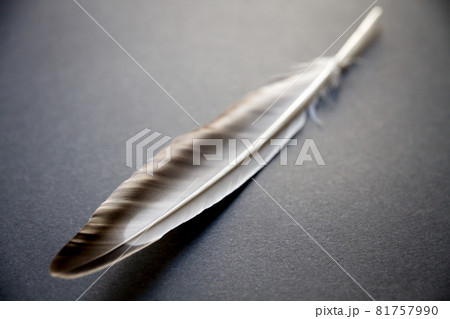 Feather on gray background 81757990