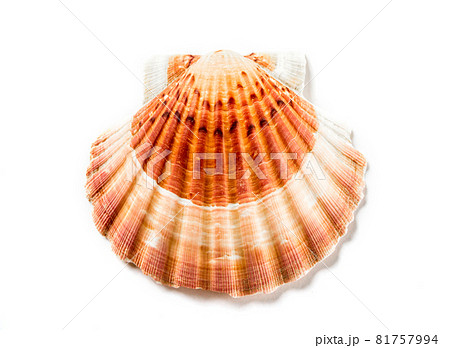 Scallop shell on white background Scallop shell on white background 81757994