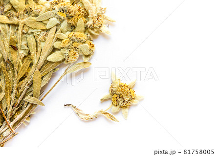 Edelweiss flower isolated on white background 81758005