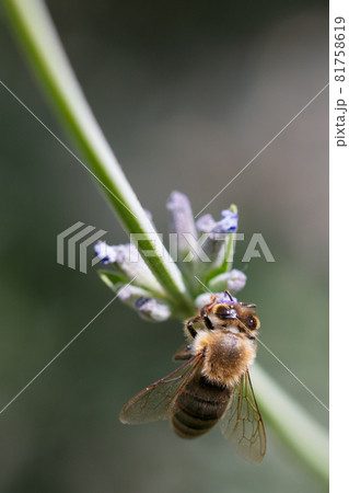 Bees collecting nectar in a green field Bees collecting nectar in a green field 81758619
