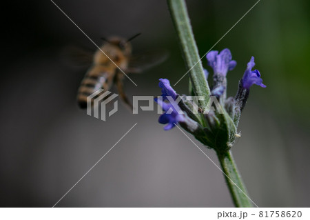 Bees collecting nectar in a green field Bees collecting nectar in a green field 81758620