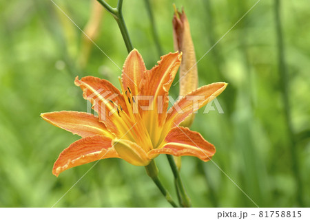オレンジ色のノカンゾウの花 オレンジ色のノカンゾウの花 81758815