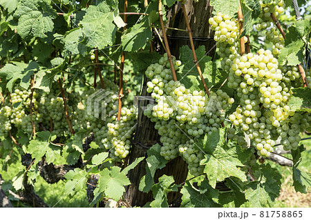 ケルナー 81758865