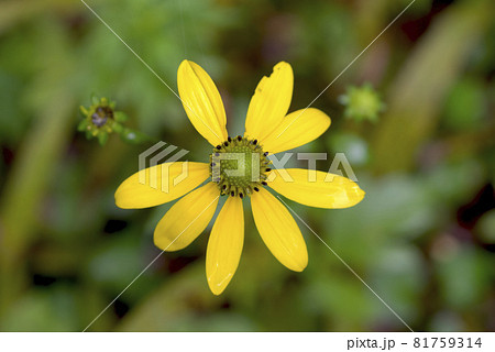 黄色いオオハンゴンソウの花 81759314