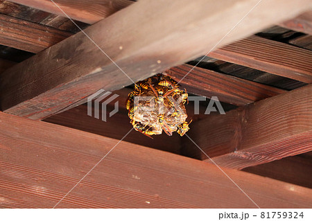 軒下に巣を作るキアシナガバチ 81759324