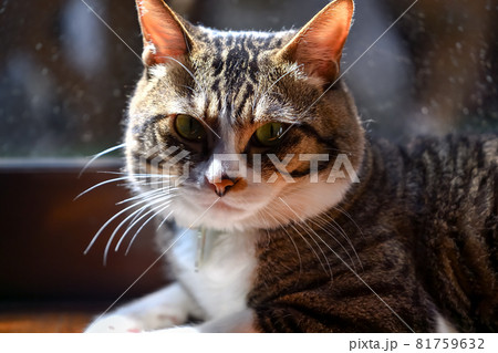 猫のひげ 81759632