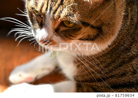 猫のひげ 81759634