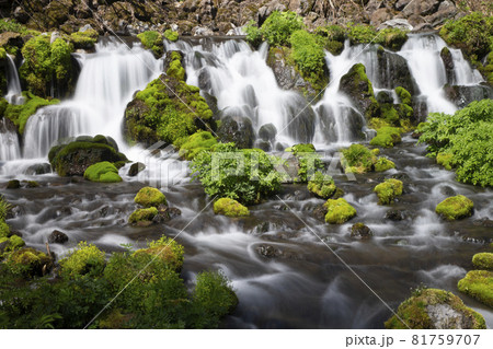 羊蹄山の湧水 羊蹄山の湧水 81759707