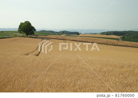 麦畑 81760000
