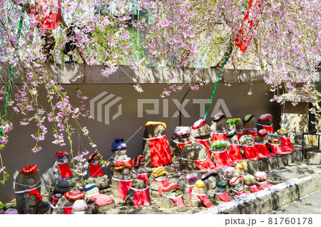 京都 紫雲山頂法寺 六角堂のお地蔵さんと桜 京都 紫雲山頂法寺 六角堂のお地蔵さんと桜 81760178
