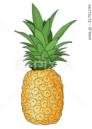 colored hand drawn pineapple fruit colored hand drawn pineapple fruit 81761294