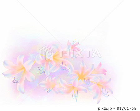 ピンクリコリスのフレーム カード 白背景 のイラスト素材