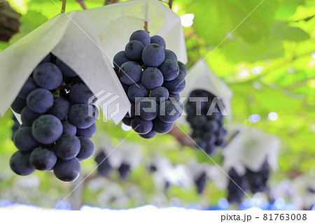 ぶどう狩り ぶどう狩り 81763008