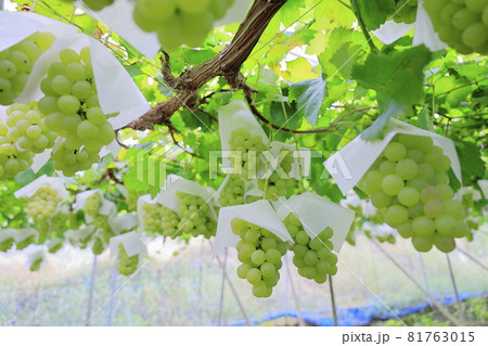 ぶどう狩り 81763015