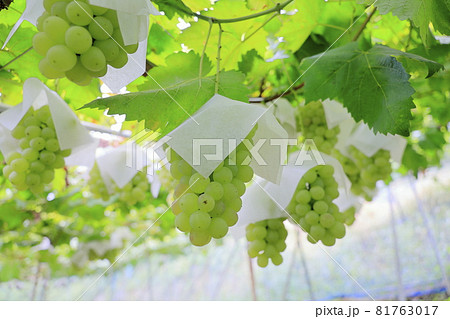 ぶどう狩り 81763017