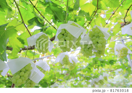 ぶどう狩り 81763018