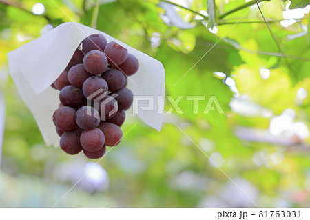 ぶどう狩り ぶどう狩り 81763031